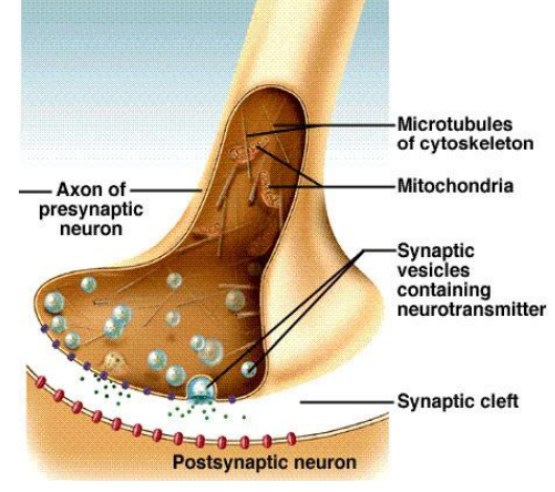 <p>very small space for communication</p><p>neurotransmitter from pre-synaptic neuron to receptors on post-synaptic cell</p><p>200-300 angstroms</p>