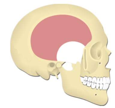 <p>Temporalis </p>