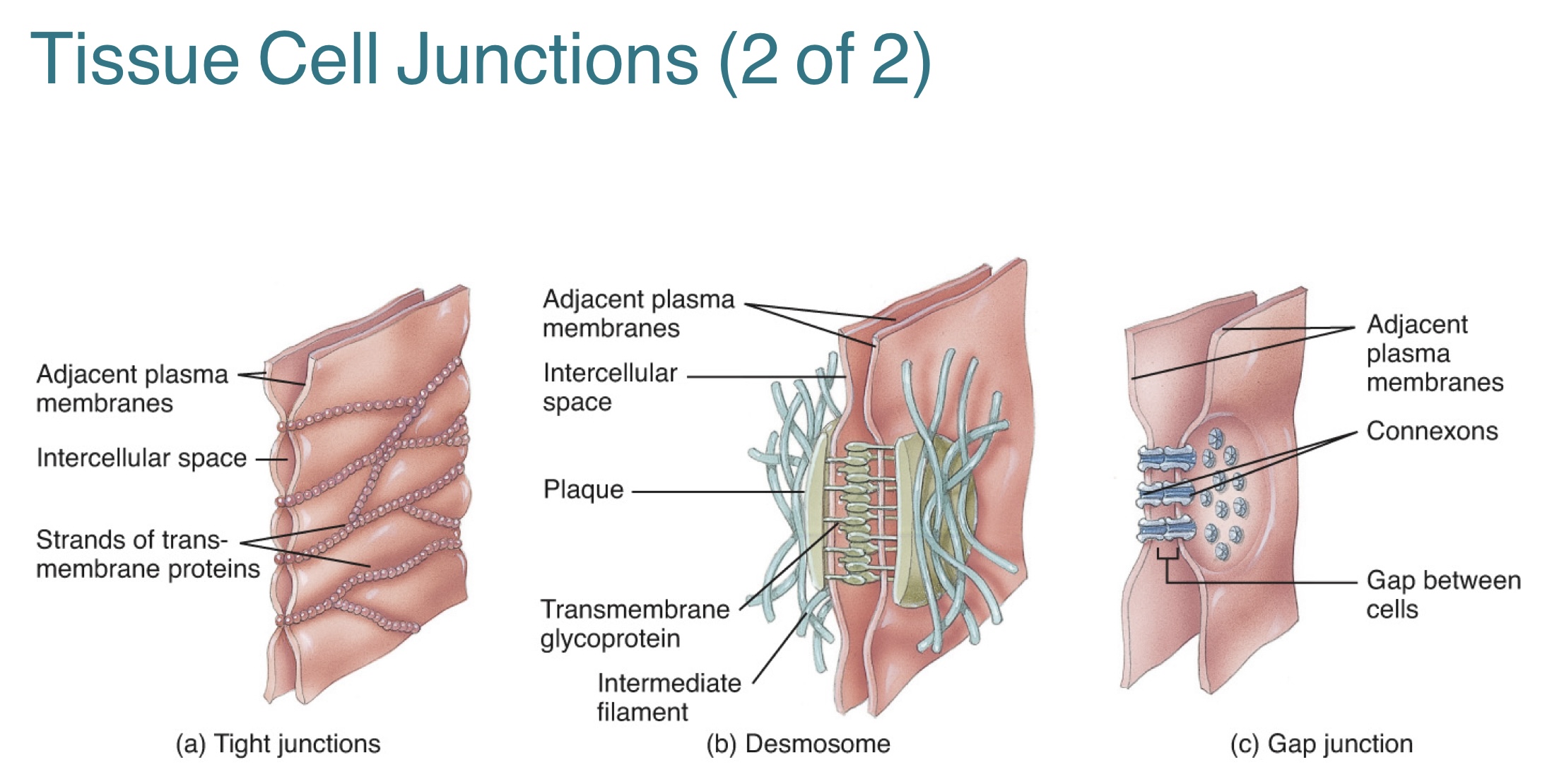 <p><strong>Tissue cell junctions</strong> are points of contact between adjacent plasma membranes of cells within a tissue?</p><p>[CHATGPT]<br>-Their function is to help cells stick together, which is vital for tissue stability.  They ensure that cells within a tissue form a cohesive unit. <br><br>The three types of tissue cell junctions include:<br>1.) Tight junctions<br>2.) Desmosomes <br>3.) Gap junctions </p>