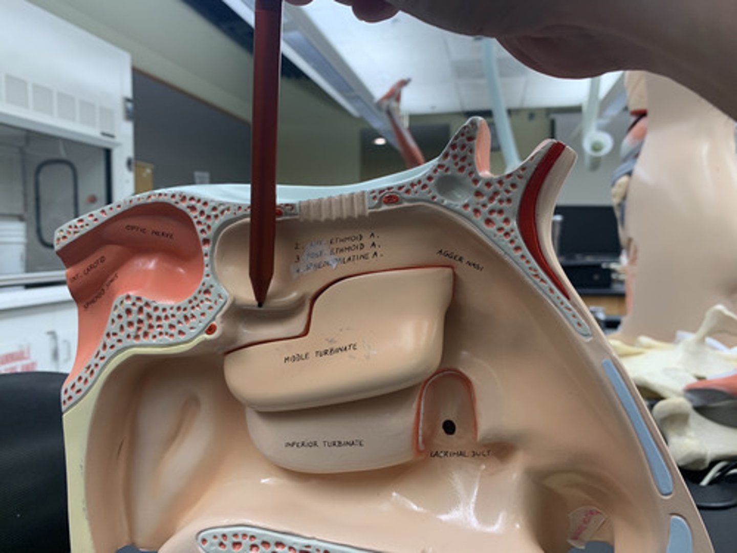 <p>Most superior bony ridge of ethmoid bone that extends from lateral wall of nasal cavity</p>