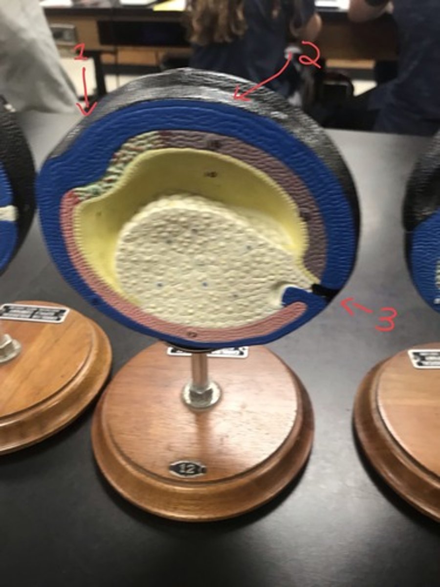 <p>For the following model, give the following:</p><p>1) stage of embryonic development</p><p>2) structures in numerical order</p>