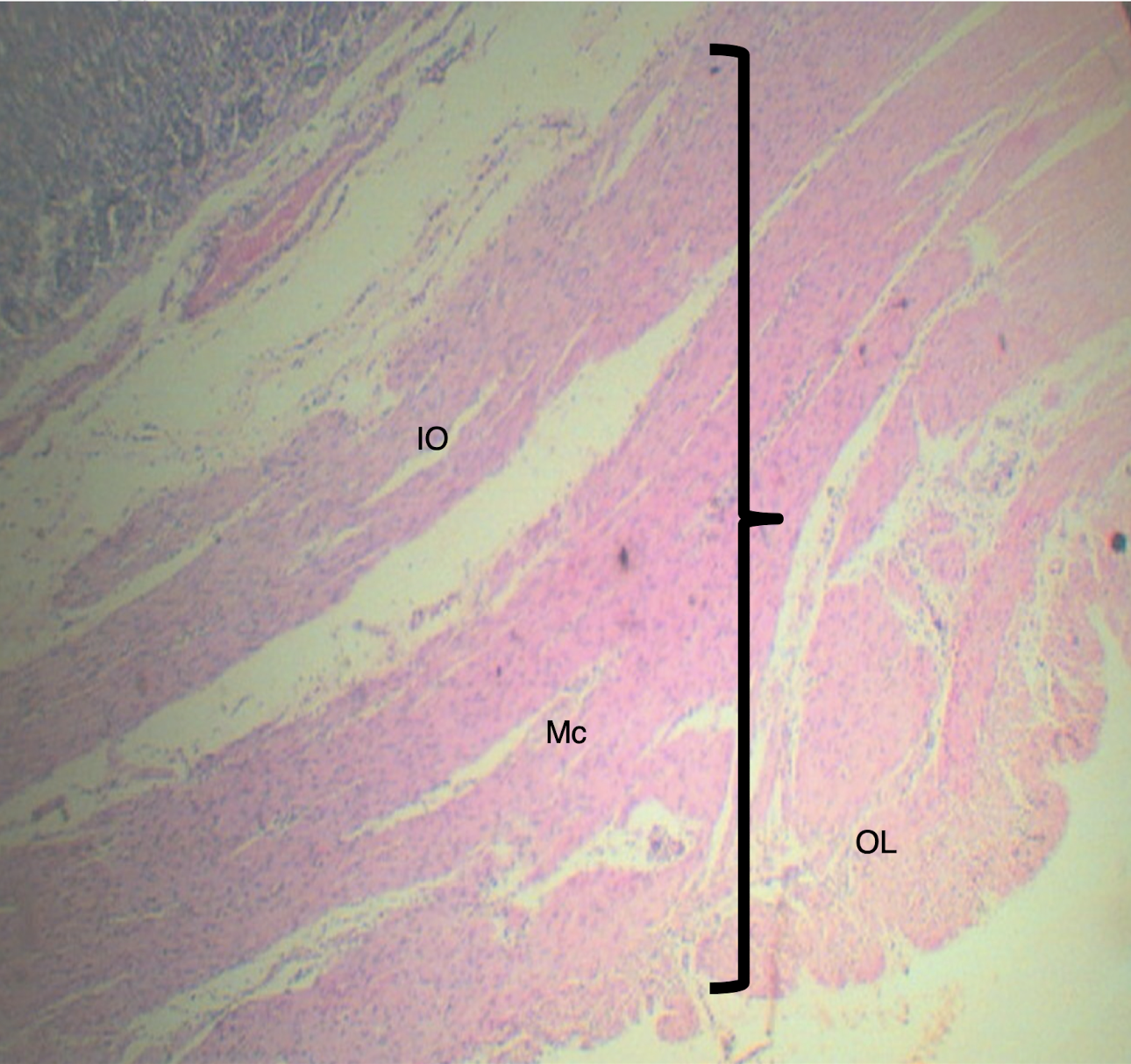 <p>Identify the structure and muscle arrangement</p>