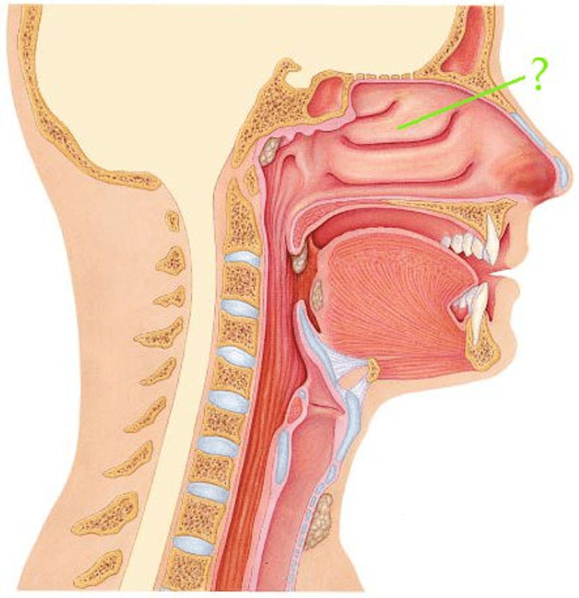 <p>Identify the indicated structure.</p>