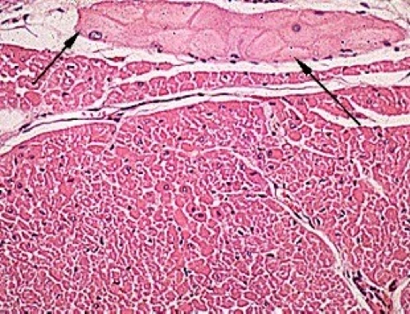 <p>Identify the cell indicated by the black arrows and describe their function</p>