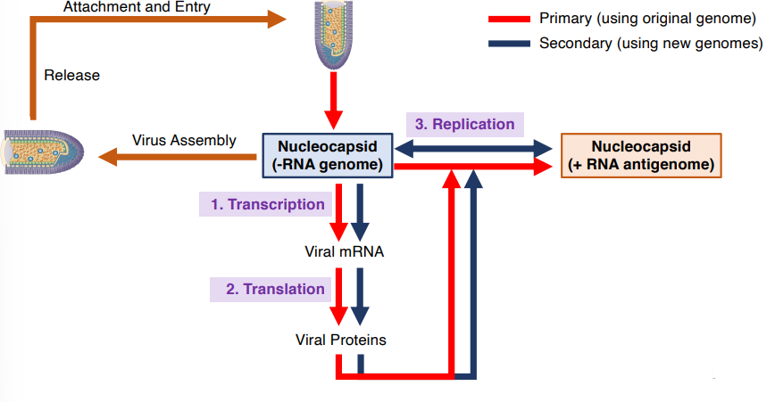 <p>initial RNA genome is transcribed &amp; translated</p><ul><li><p>once there are viral proteins -RNA genome can make +RNA antigenome</p></li><li><p>+RNA antigenome is template for-RNA genome (secondary)</p></li><li><p>after enough -RNA genome is made, assembly, release &amp; attachment/entry can occur</p></li></ul><p></p>