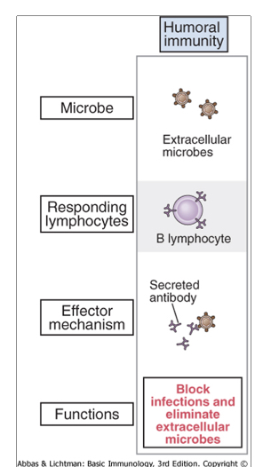 <p>Against Extracellular pathogens (or as long as they appear in Extracellular spaces)</p>