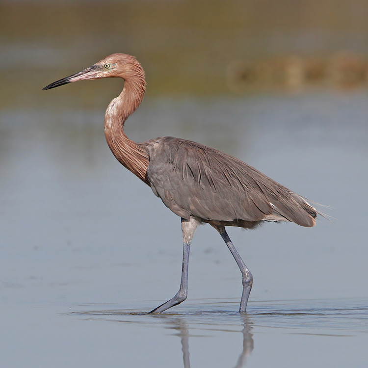 <p>What bird is this?</p>