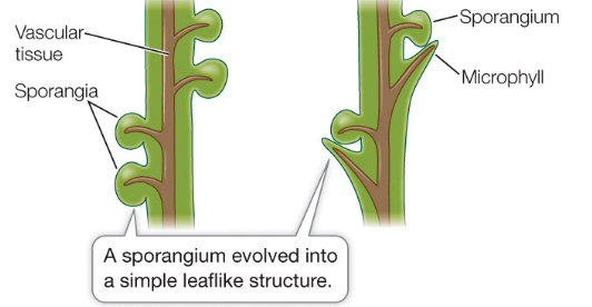 <p>leaves that have a single bundle of vascular tissue they evolved from sporangia and are a synapomorphy of lycophyes</p>