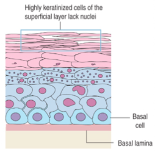 <p>What are the two types of stratified squamous epithelium and where are they found?</p>