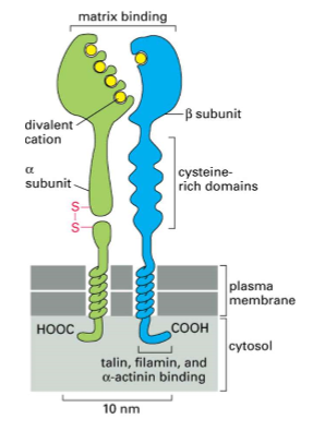 <ul><li><p>they are cell/ECM adhesion receptors on most cells</p></li><li><p>heterodimers of alpha and beta subunits</p></li><li><p>large extracellular domain</p></li><li><p>single transmembrane spanning domain</p></li><li><p>short cytoplasmic domain( exception in beta 4)</p></li><li><p>2 legs go to plasma membrane </p></li><li><p>alpha and beta subunits specifies what integrin it will bind to </p></li><li><p>very short tail that will connect to cytoskeleton</p></li></ul><p></p>