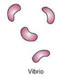 <p>comma-shaped or curved rod</p>