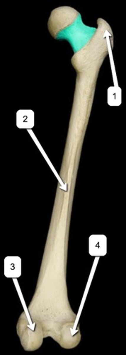<p>Name the highlighted structure.</p>