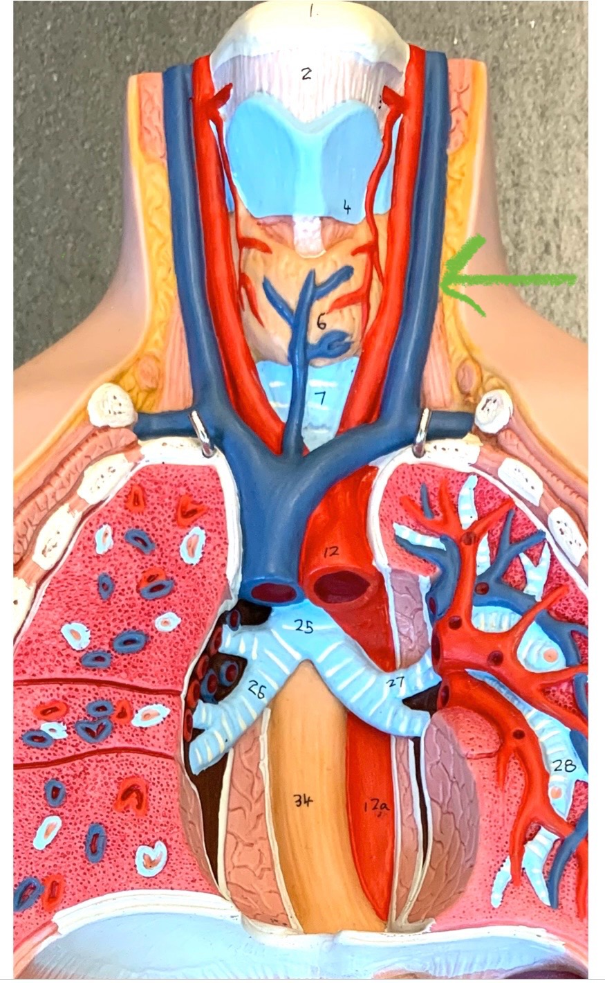 knowt flashcard image