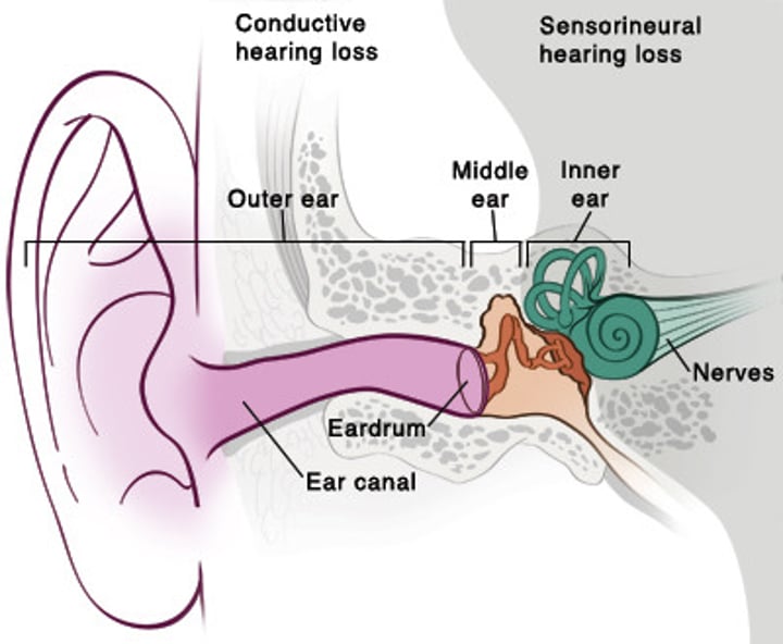 <p>the innermost part of the ear, containing the cochlea, semicircular canals, and vestibular sacs. (Myers Psychology for AP 2e p. 195)</p>