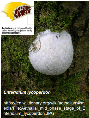 <p>-siedzące, workowate owocowania<br>-stosunkowo duże <br>-otoczone wspólną ścianą komórkową<br>-zarodnie są jedną wspólną strukturą<br>-np. <em>Lycogala epidendrum</em></p>