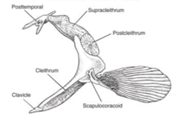 <p>cleithrum, clavicle, supracleithrum, postcleithrum (not in all species), and scapulocoracoid</p>