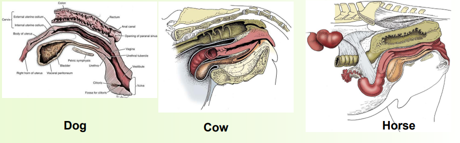 <p>comparing vagigies </p>