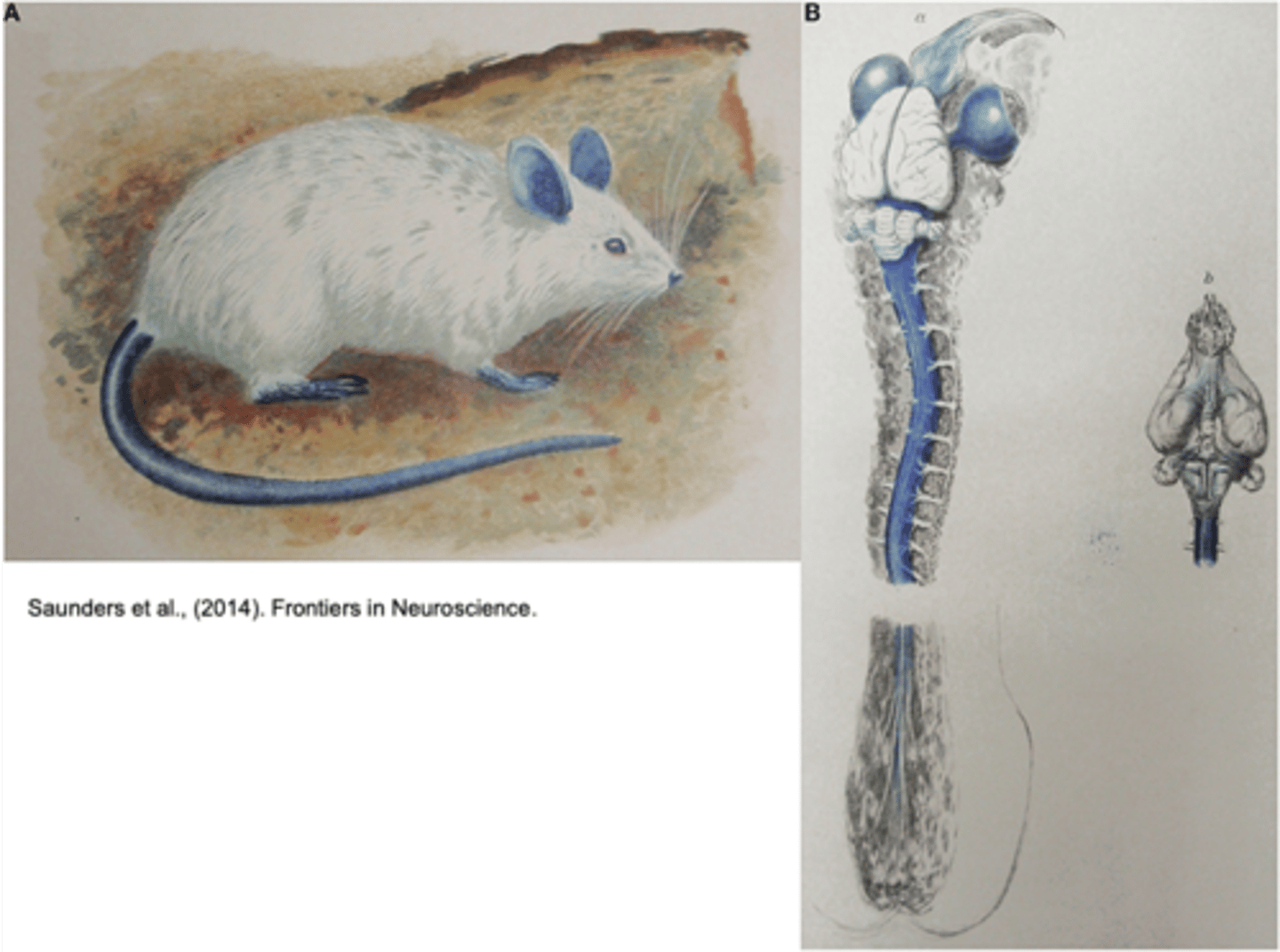 <p>How did the intravenous injection of dyes reveal the blood brain barrier?</p>