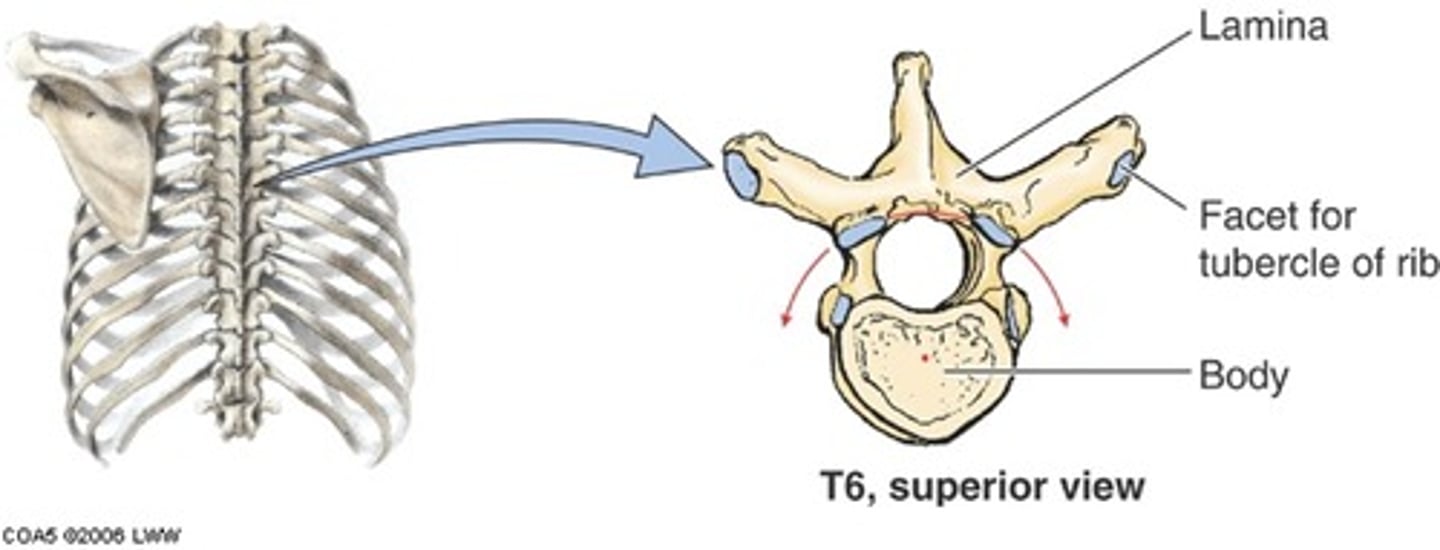<p>1. Has a cylindral mass of bone in front &gt; vertebral body which supports weight.</p><p>2. Set of bony plates/projections with 3 functions: protect spinal cord, give muscle attachment/ligaments + articulate with joining vertebrae.</p><p>3. Contain a neural arch which encloses spinal cord.</p><p>4. Vertebral foramina: tubular space containing spinal cord - vertebral canal.</p><p>5. Lamina and pedicle.</p><p>6. Small notch in upper edge of pedicle and larger notch in lower edge form the invertebral foramen.</p><p>7. Spinous process in midline and transverse process on each side.</p><p>8. 4 articular processes - 2 above and 2 below (lower ones face forward, upper ones face backwards).</p><p>9. Articular processes of adjoining vertebrae interlock and form pair of synovial joints &gt; movement between adjoining vertebrae.</p>