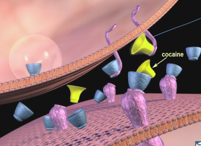 <p>Prevent’s reuptake of dopamine —&gt; binds to reuptake pumps</p><ul><li><p>Stay within cleft &amp; continue binding w. dopamine</p></li></ul><p></p>