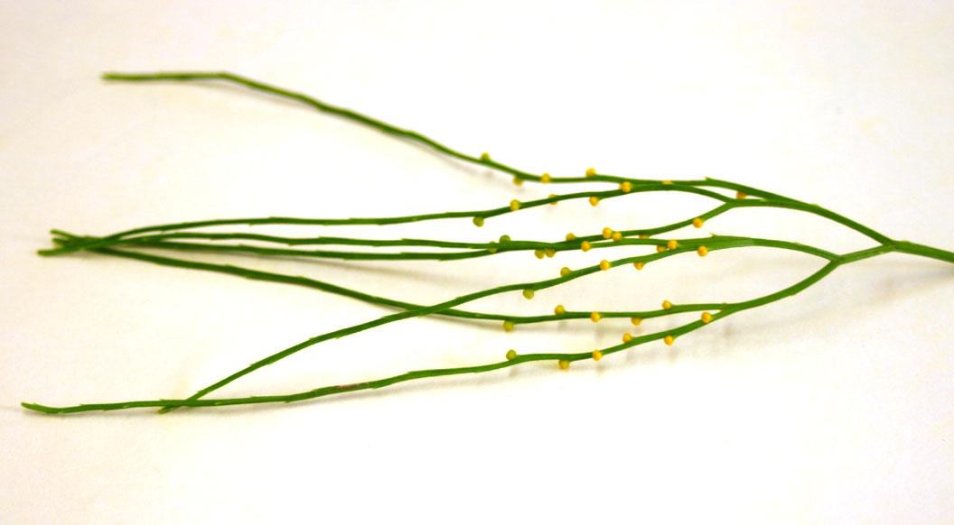 <p>dichotomous branching  (psilotum)</p>