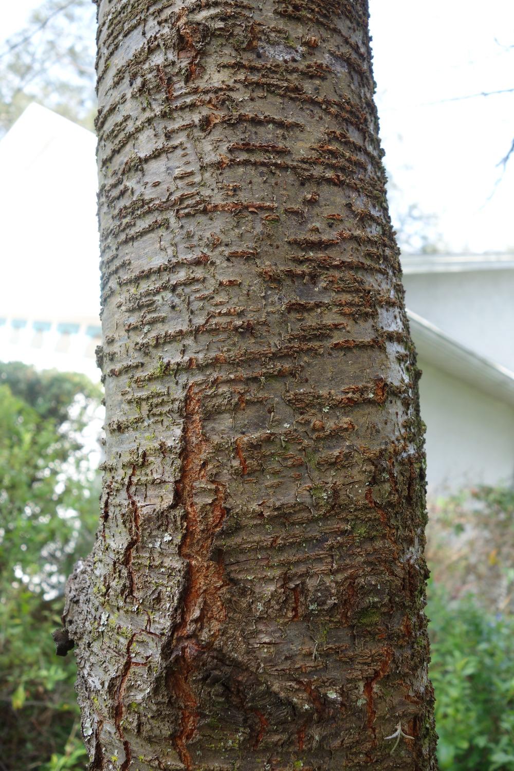 <p>black cherry, Prunus serotina (Rosaceae)</p>