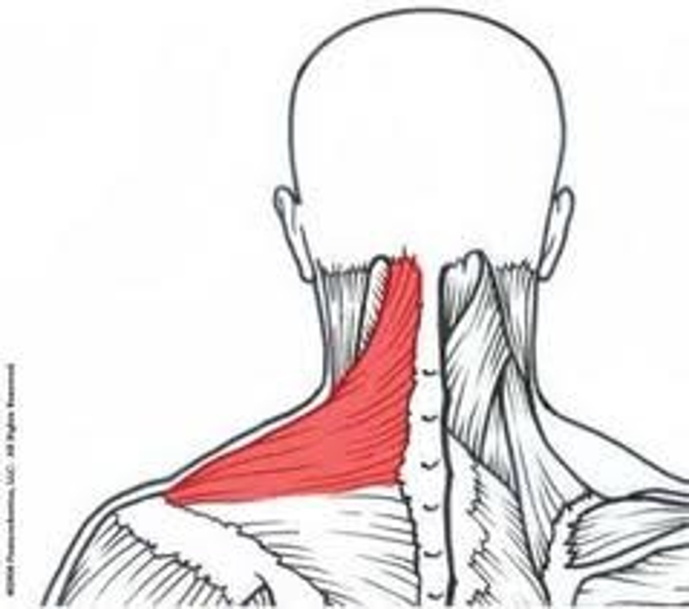 <p>lateral clavicle</p>