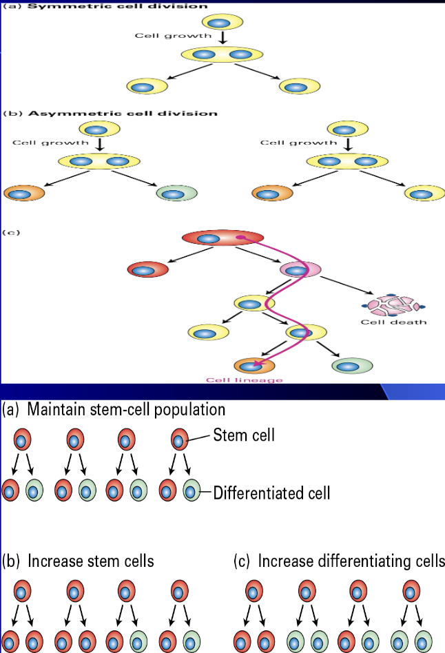 <ul><li><p><span style="color: rgb(255, 255, 255);"><span>A cell that can renew (divide) or differentiate</span></span></p></li><li><p><span style="color: rgb(255, 255, 255);"><span>Above controlled by<br>stem cell “niche”</span></span></p></li><li><p><span style="color: rgb(255, 255, 255);"><span>Number of doublings influenced by source and type</span></span></p><ul><li><p><span style="color: rgb(255, 255, 255);"><span>hESCs and iPSCs are immortal, adult sourced (i.e. ad-MSCs) 100 to 200+ doublings (approx.) – more than a typical somatic cell that is regulated by the Hayflick Limit</span></span></p></li></ul></li></ul><p></p>