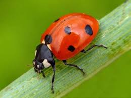 <p>Ladybug</p>