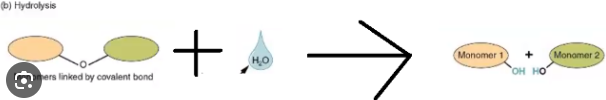 <p>When water breaks down the bond of a polymer into two monomers<span>&nbsp;</span></p>