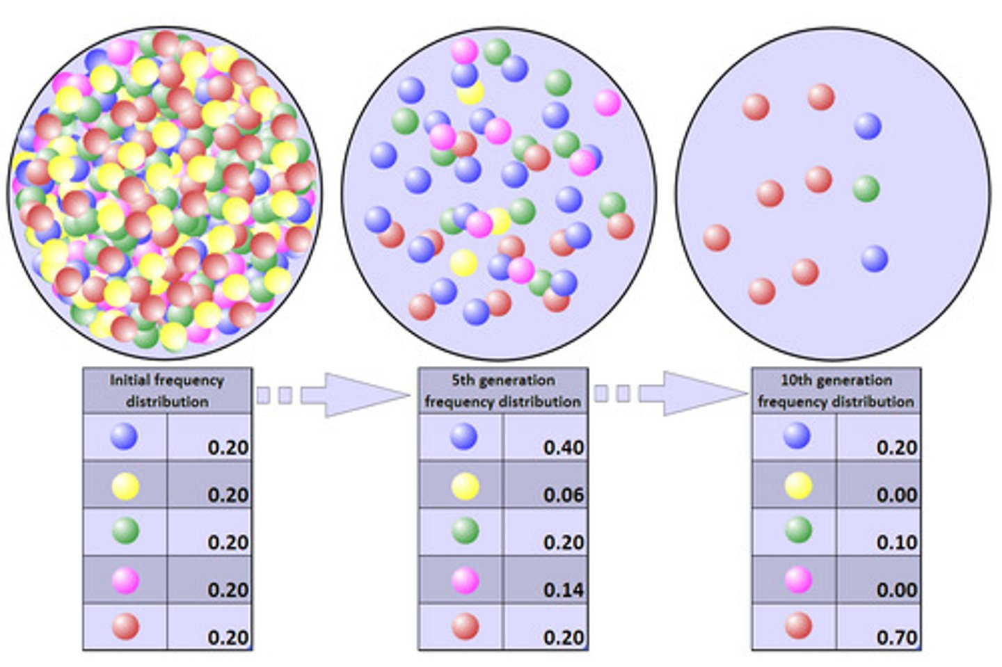 <p>The proportion of an allele for a specific gene in a gene pool.</p>