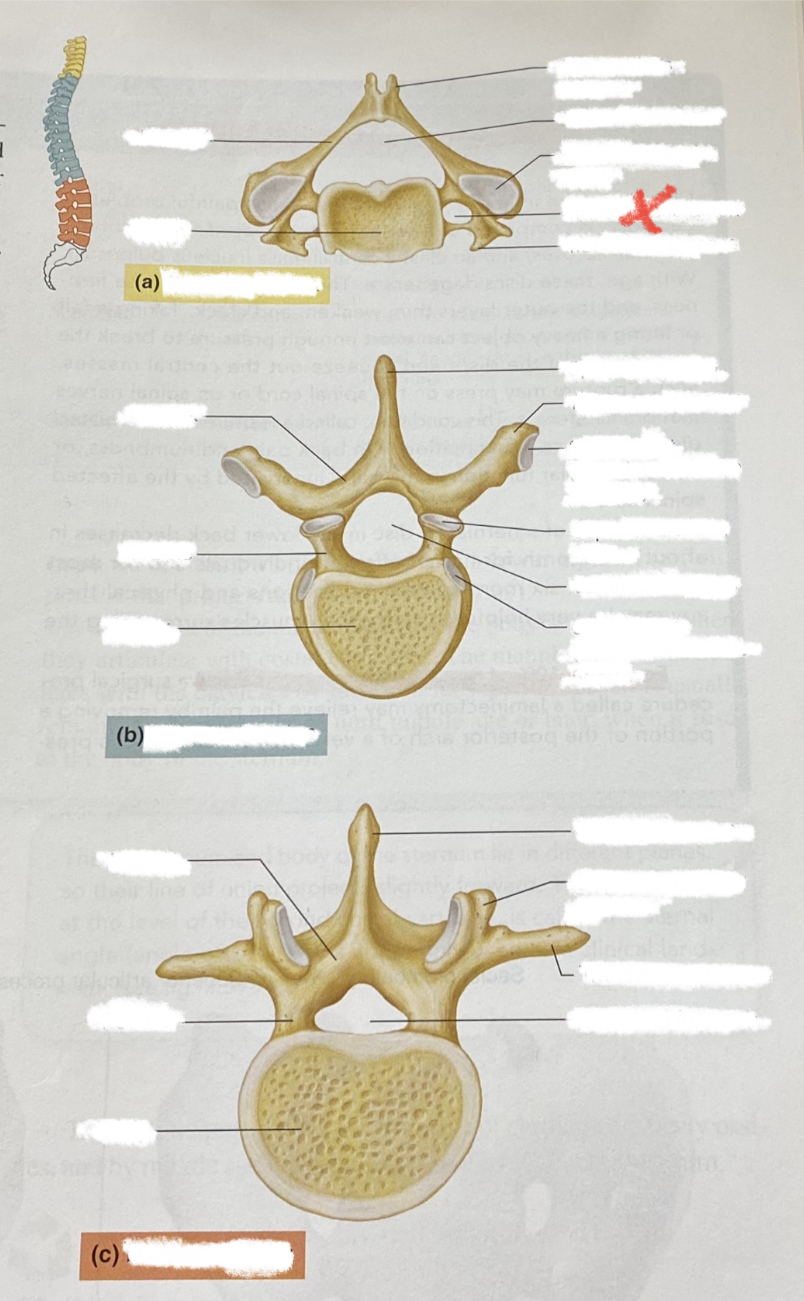 only found in cervical vertebra