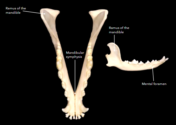 <p>what bone is this?</p>