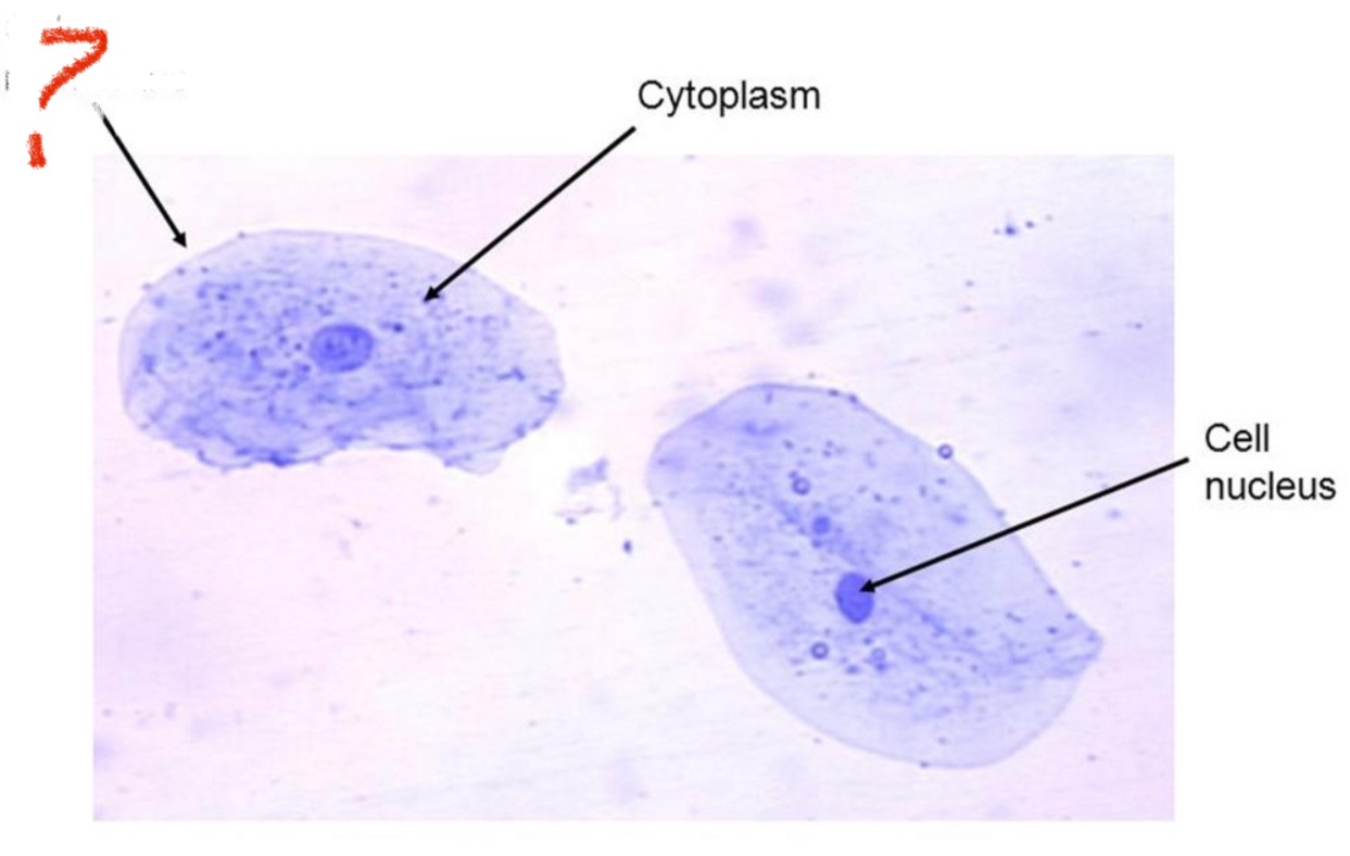 <p>Identify the part of cell</p>