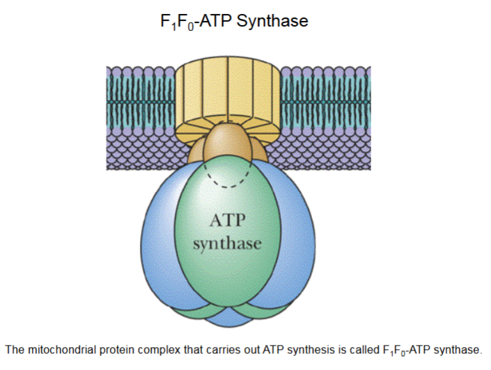 <ul><li><p>F<sub>0</sub>&nbsp;is an integral protein complex</p></li><li><p>F<sub>1</sub>&nbsp;portion (F<sub>1</sub>&nbsp;spheres) synthesize ATP. Projects into mitochondrial matrix.</p></li><li><p>A molecular moving motor at 6000 rev/min (100rev/s)</p></li></ul><p></p>
