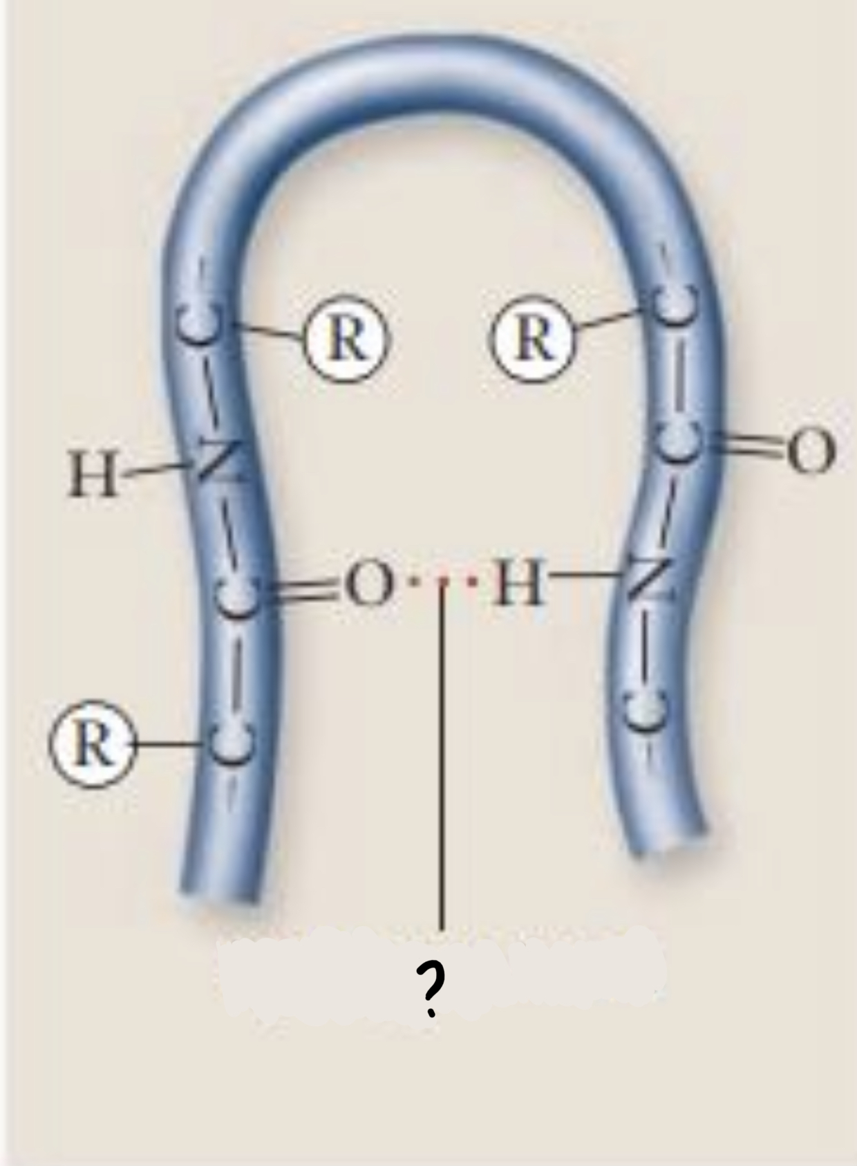 <ul><li><p>can form between the different amino acids</p></li></ul>
