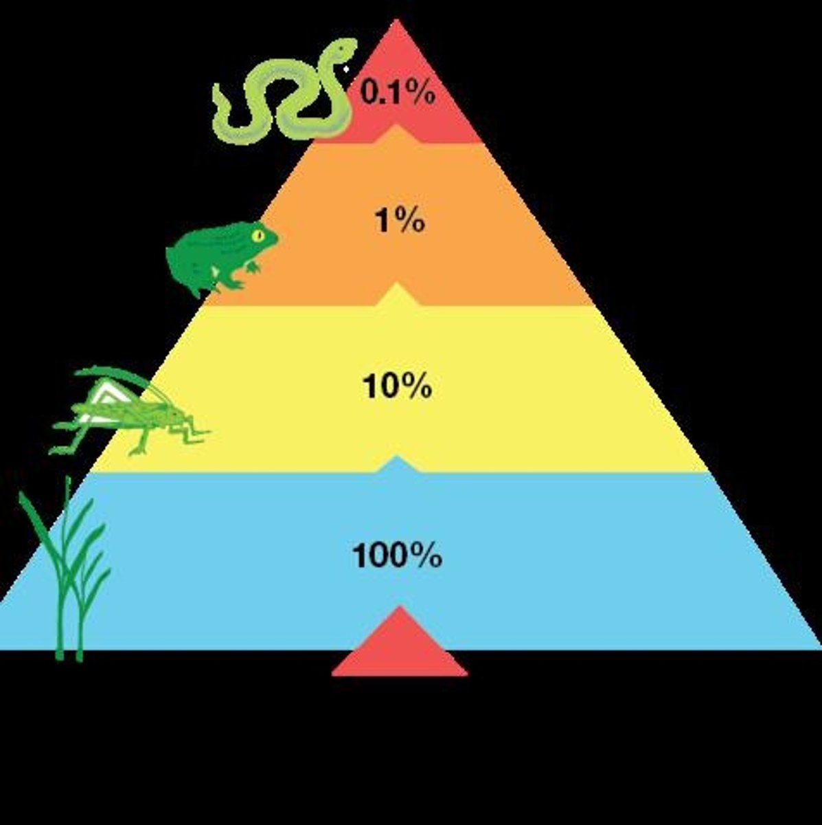 <p>Shows that about 10% of the energy from each trophic or feed level is passed on to the next.</p>