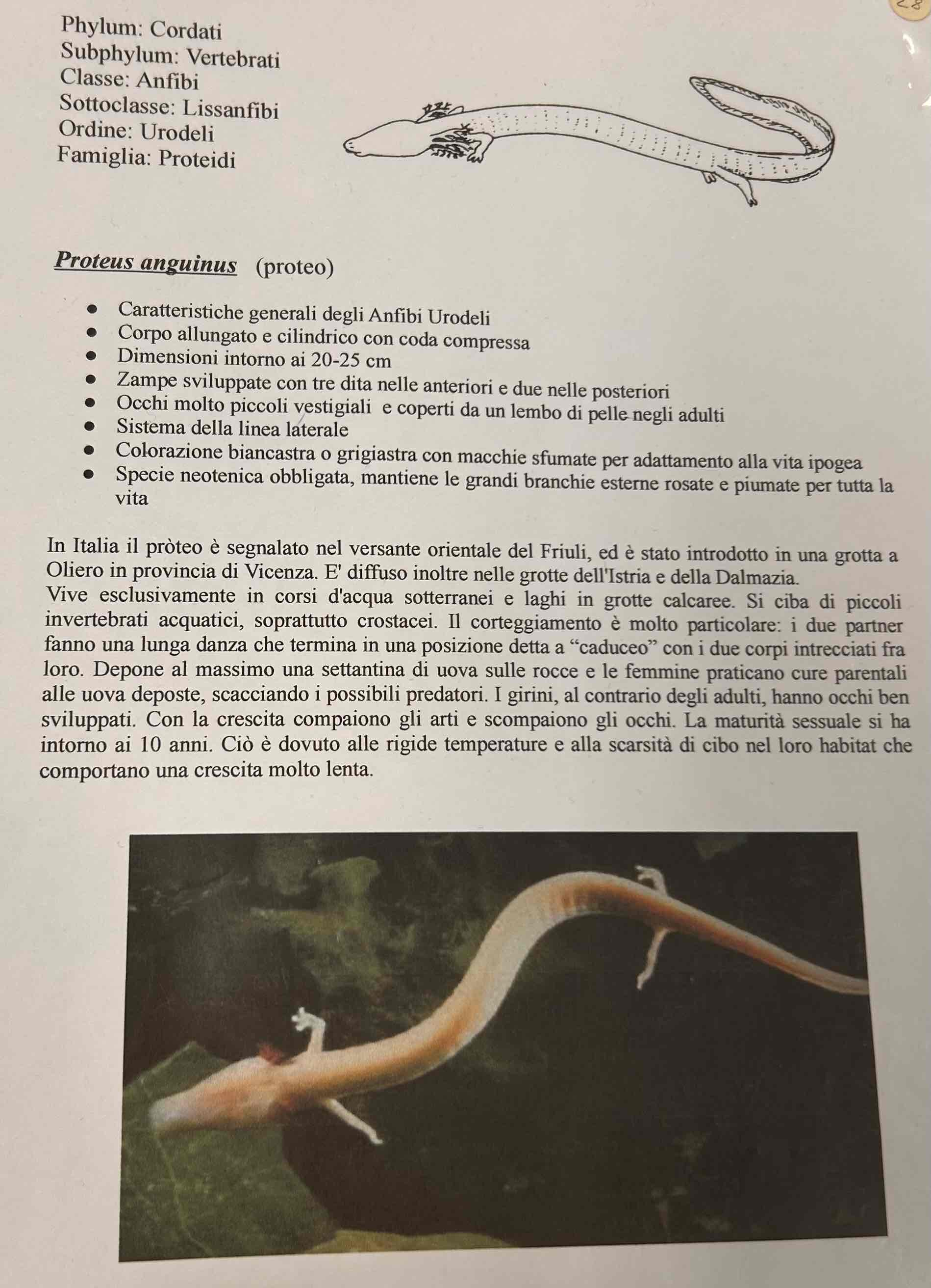 <p>Cordati</p><p style="text-align: start">Vertebrati</p><p style="text-align: start">Gnatostomi</p><p style="text-align: start">Tetrapodi</p><p style="text-align: start">Anfibi</p><p style="text-align: start">Urodeli</p><p style="text-align: start">Proteus anguinus (proteo)</p>
