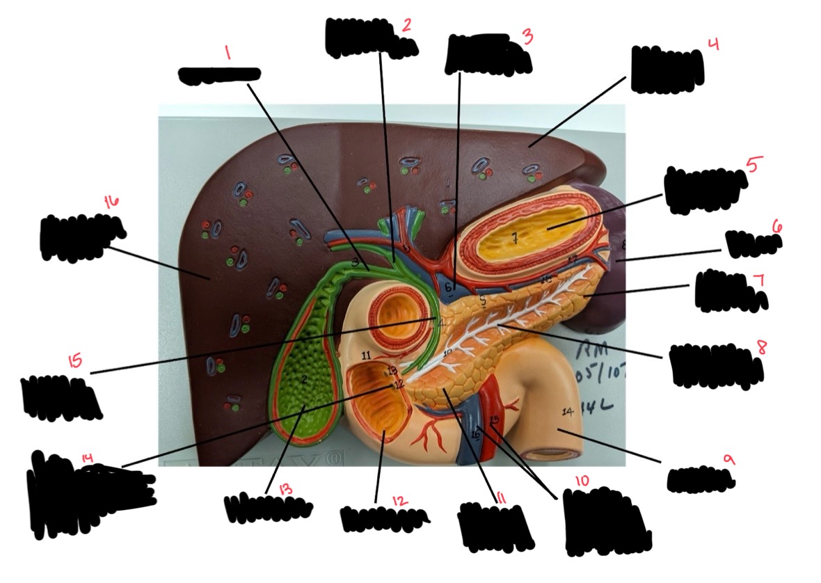 <p>14 (opening and sphincter)</p>