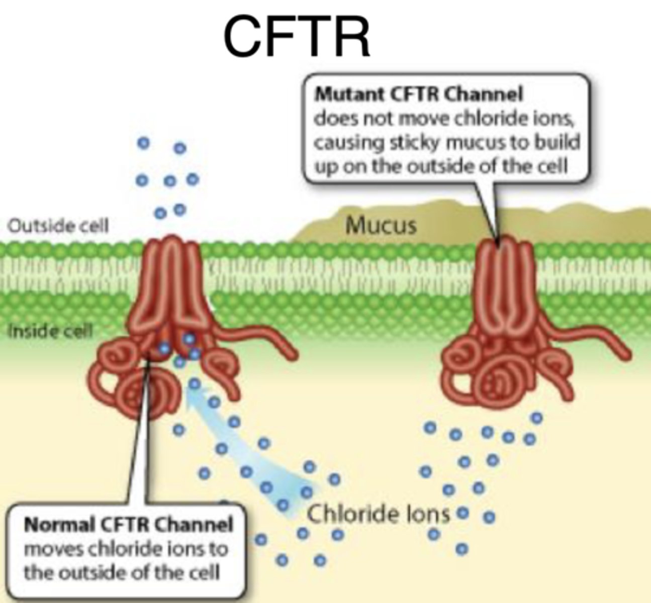 <p>does not move Cl ions causing sticky mucus to build up on the outside of the cell</p>
