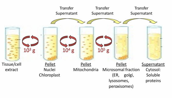 <ul><li><p>Commonly begins protein irolation </p></li><li><p>Isolates a subset of proteins based on size or subcellular localization&nbsp;</p></li></ul><p></p><p>Steps:</p><ol><li><p>Spin tubes at 1000g</p></li><li><p>Produces a pellet at the bottom with nuclei/chloroplasts while fluid has other cellular components&nbsp;</p><ol><li><p>Split those based on the protein you’re studying</p></li></ol></li><li><p>Spin supernatant fluid (if that’s where ur protein is) at 10,000g</p></li><li><p>Produces a pellet with mitochondria</p><ol><li><p>Split those based on the protein ur studying&nbsp;</p></li></ol></li><li><p>Spin&nbsp;supernatant fluid (if that’s where ur protein is) at 100,000g</p></li><li><p>Produces a pellet with ER, golgi apparatus, lysosomes, and peroxisomes&nbsp;</p><ol><li><p>Supernatant fluid is just cytosole for cytosolic proteins&nbsp;</p></li></ol></li></ol><p></p>