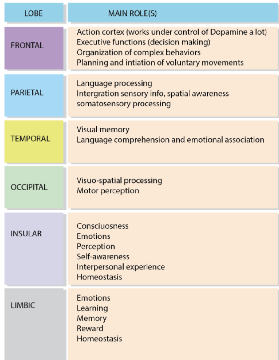 <p>What are the main functions of the 6 lobes in the brain?</p>