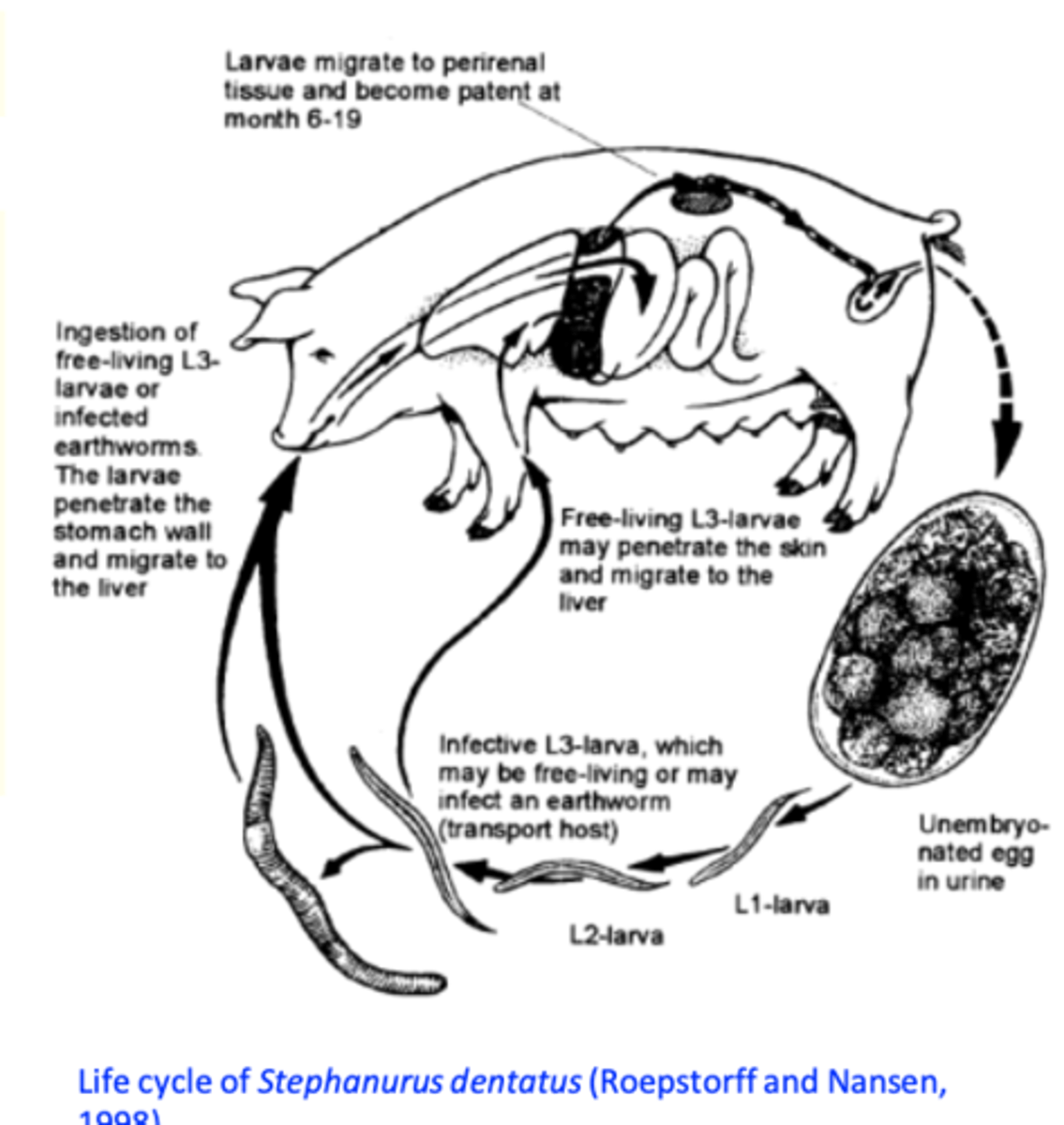 <p>Eggs are passed in the urine;</p><p>L1 -&gt; L2 -&gt; L3 in the environment; Earthworms may serve as transport hosts;</p><p>Infection of the host:</p><p>Ingestion of L3</p><p>Ingestion of transport hosts</p><p>Transcutaneously </p><p>- Larvae develop in the liver and migrate through peritoneal cavity to the perirenal region but they can migrate anywhere in the body;</p><p>PPT 6-11 months.</p>
