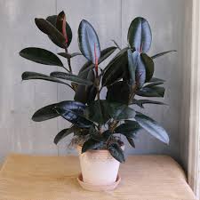 <p>Ficus</p>