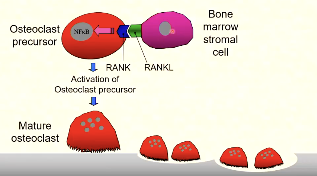 <p>A pathway essential for osteoclast differentiation and activation</p><p>RANKL (on osteoblasts) binds to RANK receptors (on osteoclast precursors) to promote maturation and activation</p>