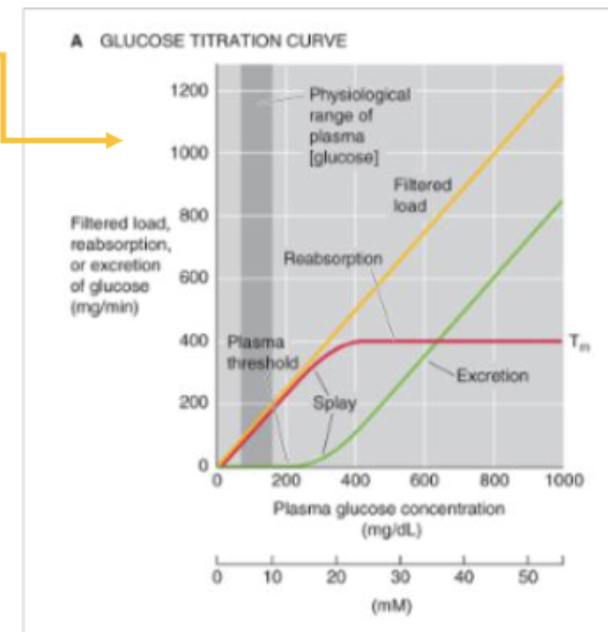 <p>Glucose excretion rises <strong>linearly</strong> as plasma [glucose] increases further</p>