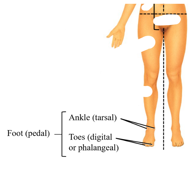 <p>in the foot region, </p><ol><li><p>ankle (tarsal)</p></li><li><p>toes (digital or phalangeal)</p></li></ol><p></p>