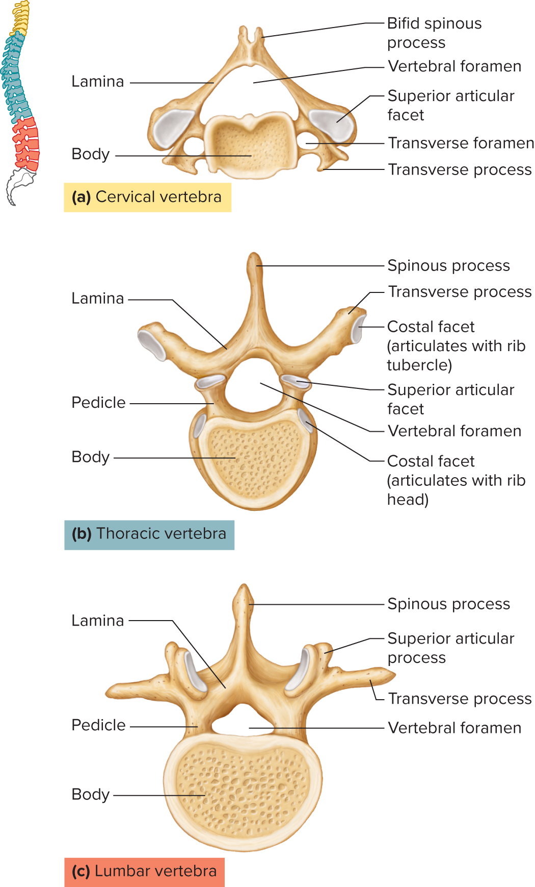 <p>body, pedicles, laminae, spinous process, vertebral foramen, transverse processes, superior and inferior articular processes and intervertebral foramina</p>