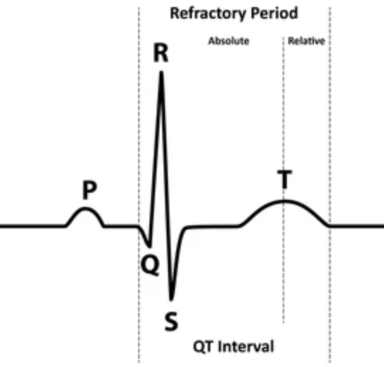 <ol><li><p><strong>Absolute </strong></p><ul><li><p>No stimulus can cause a new depolarization </p></li><li><p>QRS → peak of T </p></li></ul></li><li><p><strong>Relative </strong></p><ul><li><p>A strong enough impulse can trigger another beat (downward slope of T wave) </p></li><li><p>Dangerous time </p></li><li><p>R-on-T phenomenon </p></li></ul></li></ol><p></p>