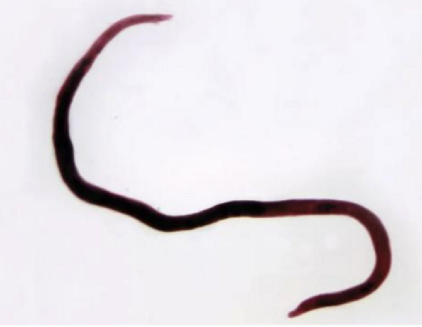 <p>Schistosoma female - Trematoda</p>